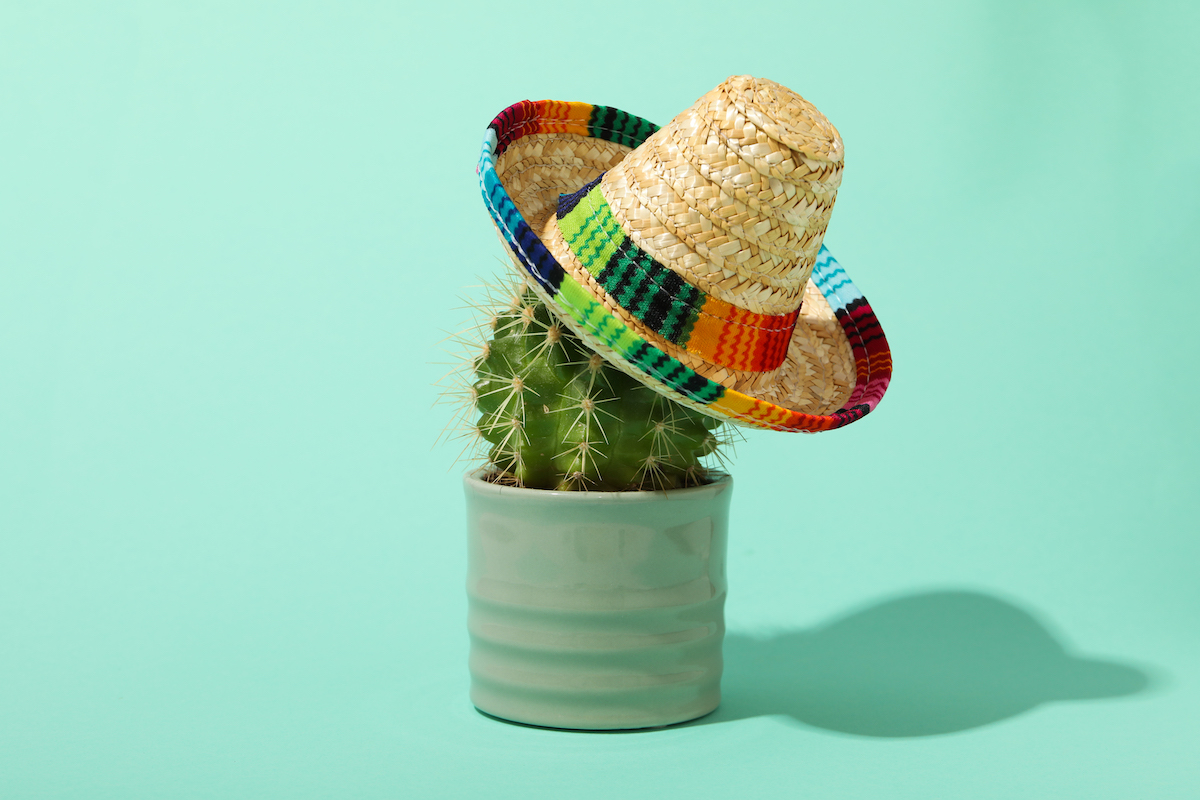 Nopal wearing sombrero